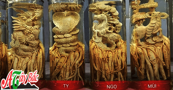Rượu đinh lăng điêu khắc là quà quý mà bạn có thể tặng cho người thân