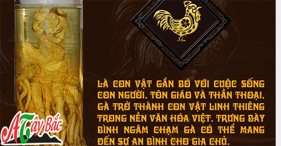 Rượu ngâm đinh lăng đem đến nhiều tác dụng tốt cho sức khỏe Rượu ngâm đinh lăng đem đến nhiều tác dụng tốt cho sức khỏe