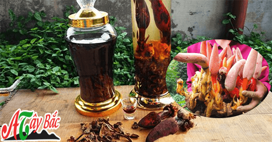 Rượu nấm ngọc cẩu có hương vị thơm ngon, đậm đà Rượu nấm ngọc cẩu có hương vị thơm ngon, đậm đà