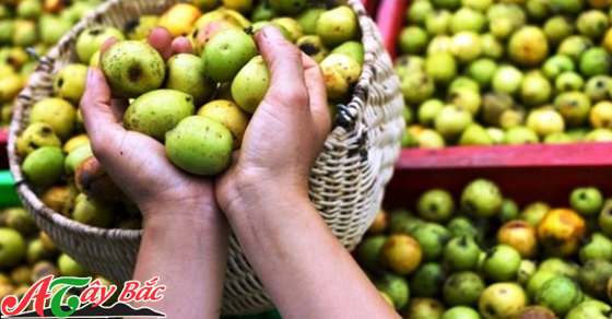Táo mèo có công dụng vô cùng tốt cho y học
