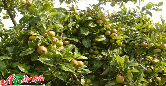 Những quả táo mèo tươi ngon từ núi rừng Tây Bắc