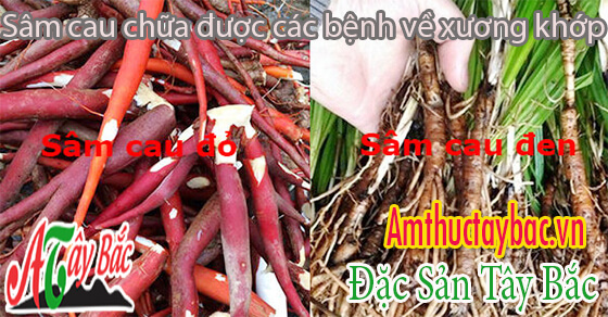 Sâm cau chữa được các bệnh về xương khớp