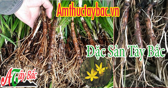Sâm cau đen ngay sau khi thu hoạch thường còn rễ