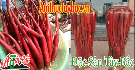 Sâm cau thường có hình dáng thon dài