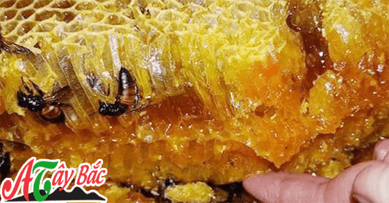 Sản phẩm mật ong rừng nguyên sáp có màu đẹp mắt
