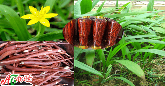 Sâm cau có tác dụng tốt cho phái mạnh Sâm cau có tác dụng tốt cho phái mạnh