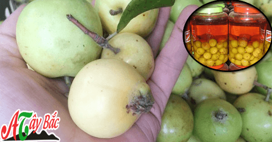 Táo mèo là loại quả đặc trưng của núi rừng Tây Bắc