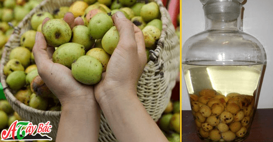 Táo mèo tươi ngâm với rượu hang chú đậm chất ẩm thực Tây Bắc