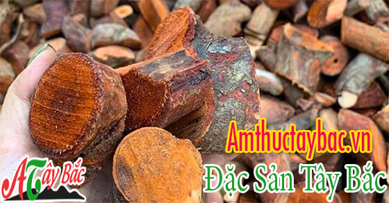 Thân cây mú tửn có màu vàng đậm đặc trưng