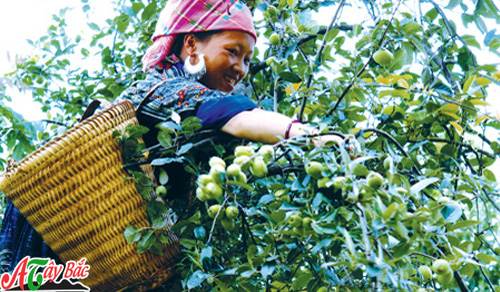 Thu hoạch táo mèo