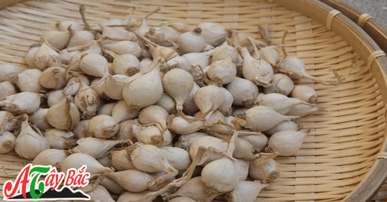 Tỏi cô đơn được lựa chọn và phơi rất kỹ lưỡng