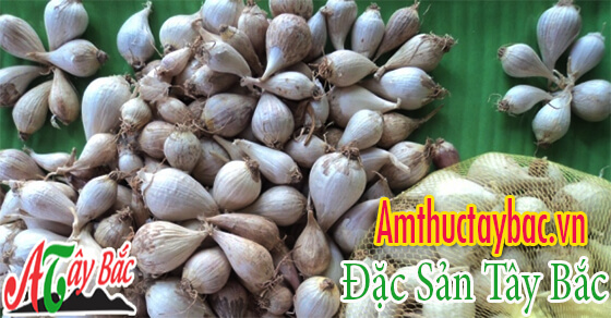 Tỏi cô đơn là loại tỏi chỉ có 1 nhánh duy nhất Tỏi cô đơn là loại tỏi chỉ có 1 nhánh duy nhất