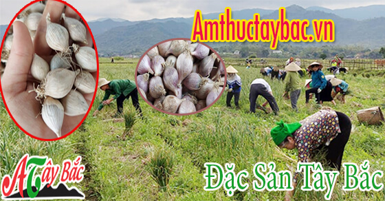 Tỏi cô đơn chính gốc Phù Yên Sơn La Tỏi cô đơn chính gốc Phù Yên Sơn La