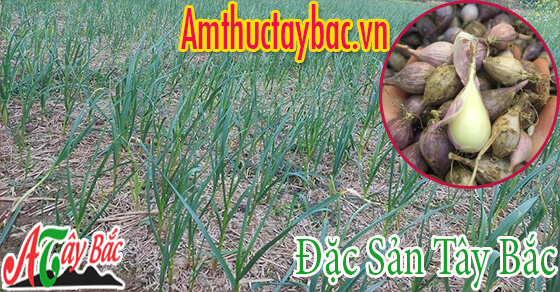 Tỏi cô đơn được trồng khá phổ biến ở Sơn La Tỏi cô đơn được trồng khá phổ biến ở Sơn La