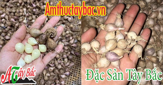 Tỏi cô đơn Sơn La có nhánh nhỏ nhưng dầy mình Tỏi cô đơn Sơn La có nhánh nhỏ nhưng dầy mình