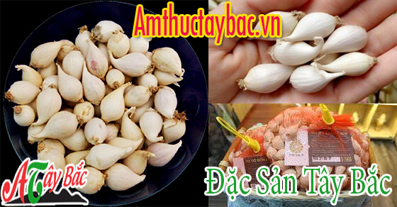 Tỏi cô đơn thường có duy nhất 1 nhánh Tỏi cô đơn thường có duy nhất 1 nhánh