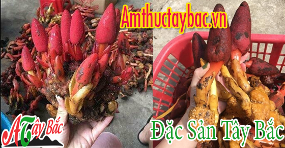 Nấm ngọc cẩu – thức quà quý của ẩm thực núi rừng Nấm ngọc cẩu – thức quà quý của ẩm thực núi rừng