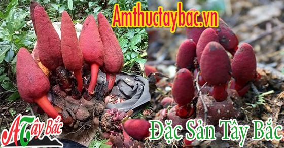 Nấm ngọc cẩu thường mọc thành từng cụm Nấm ngọc cẩu thường mọc thành từng cụm