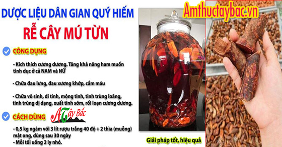 Cây mú từn có rất nhiều công dụng