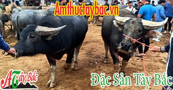 Lựa chọn da trâu từ những con trâu khỏe mạnh