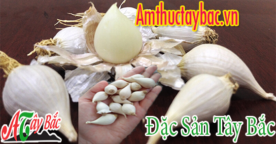 Tỏi cô đơn có hình dáng vô cùng đặc biệt Tỏi cô đơn có hình dáng vô cùng đặc biệt