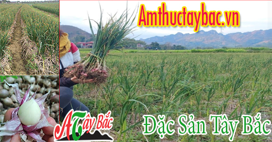 Tỏi cô đơn được trồng nhiều tại Phù Yên Sơn La Tỏi cô đơn được trồng nhiều tại Phù Yên Sơn La