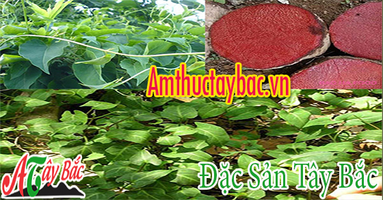 Hà thủ ô là loại cây thân leo, lá um tùm trong rừng