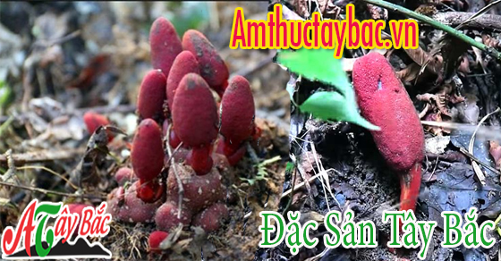 Nấm ngọc cẩu thường sống trong khu rừng già của Tây Bắc