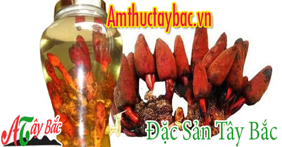 Nấm ngọc cẩu tươi có tác dụng tốt hơn