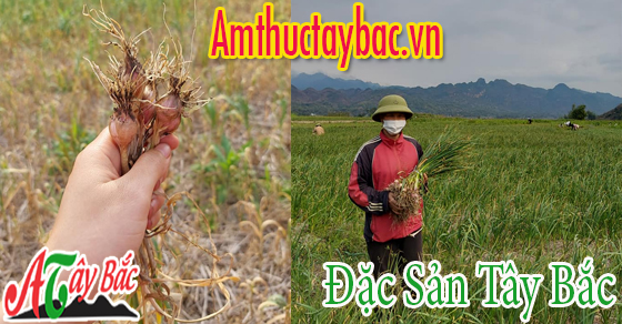 Tỏi cô đơn Phù Yên được trồng vào mùa thu - đông Tỏi cô đơn Phù Yên được trồng vào mùa thu - đông