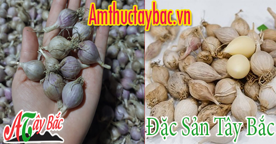 Tỏi cô đơn Phù Yên - Sơn La tuy nhỏ nhưng rất chắc củ  Tỏi cô đơn Phù Yên - Sơn La tuy nhỏ nhưng rất chắc củ