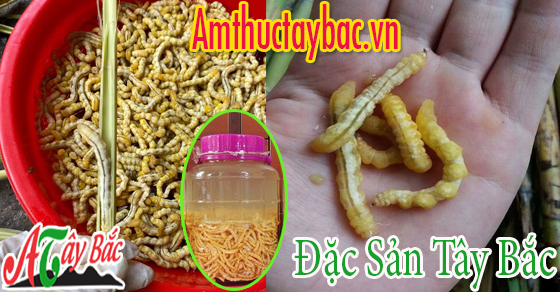Nên lựa chọn sâu chít có nguồn gốc đảm bảo