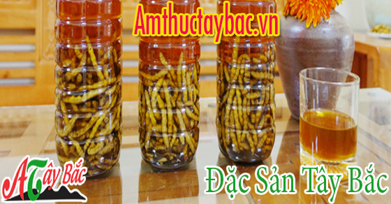Rượu sâu chít thường được ngâm và sử dụng sau 6 tháng